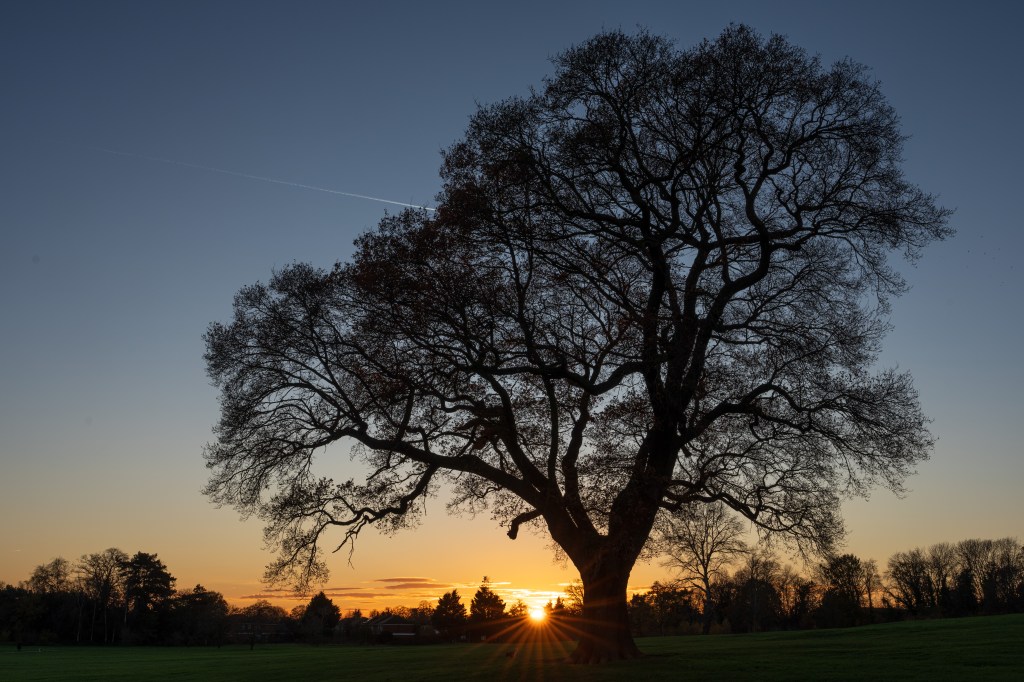 Sony FE 28-70mm F2 GM tree landscape sunset sample image 