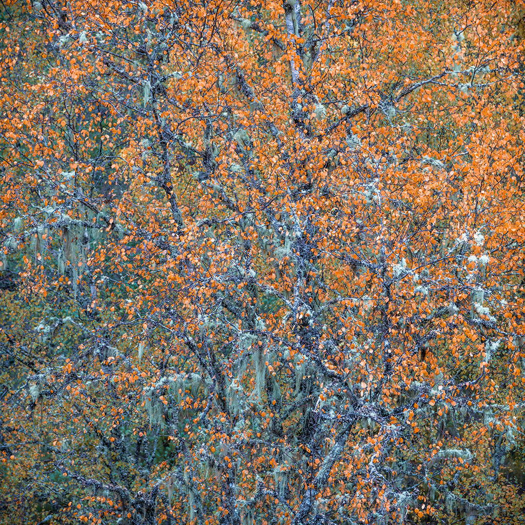 abstract photo of trees with small orange leaves