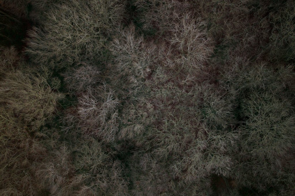 DJI Air 3S sample image treetops