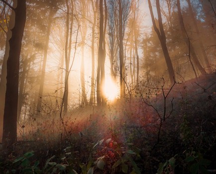 soft sunlight coming through trees in a wooded area