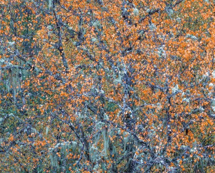 abstract photo of trees with small orange leaves