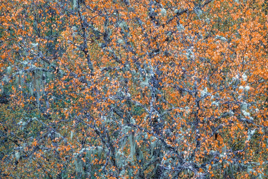 abstract photo of trees with small orange leaves