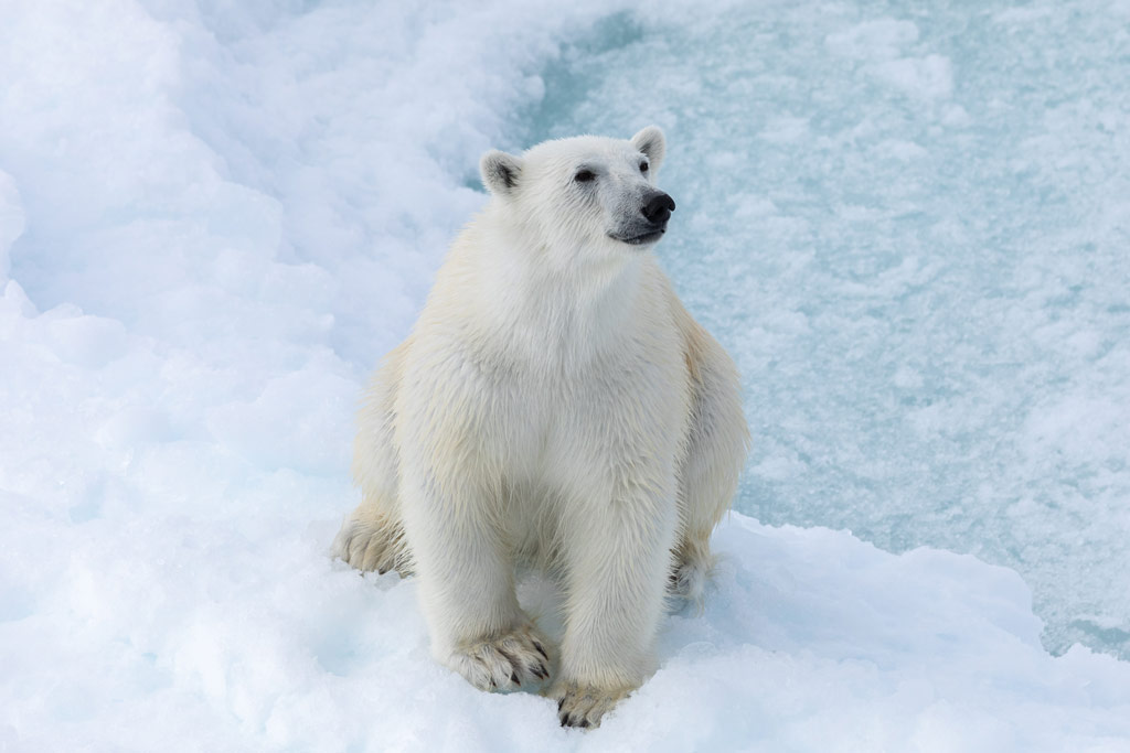 a polar bear from the book: The ocean speaks