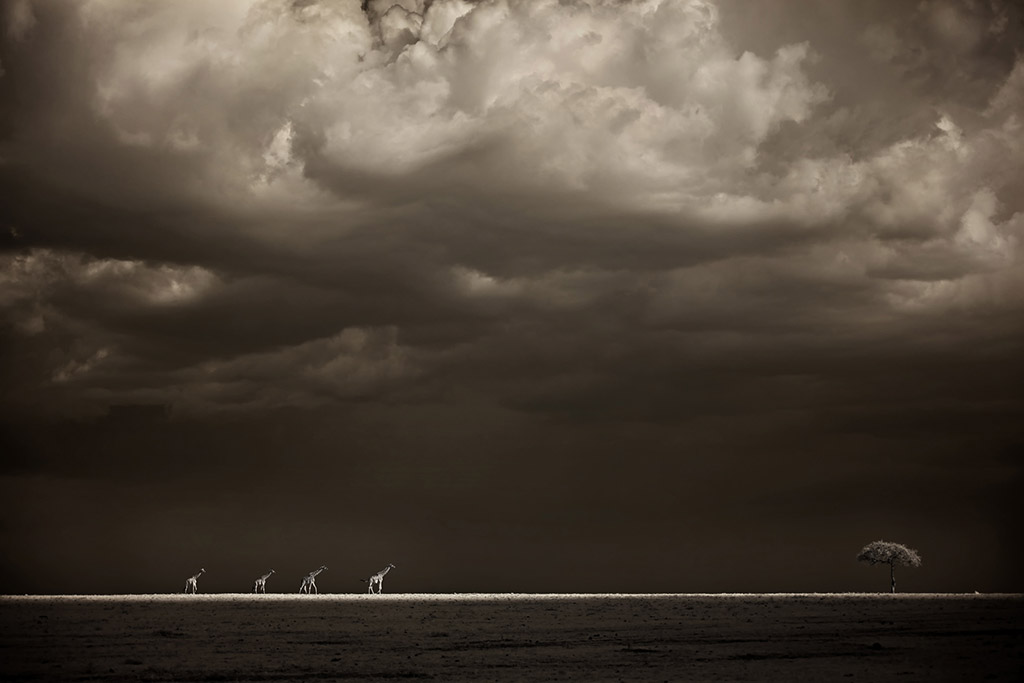 infrared maasai mara landscape with giraffes in background travel photographer of the year winner