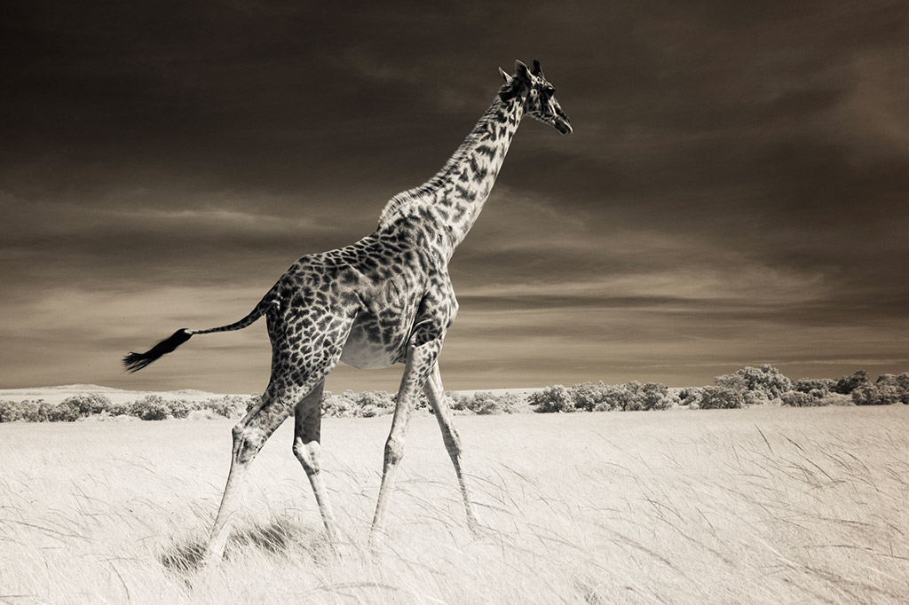 infrared maasai mara landscape with giraffe travel photographer of the year winner