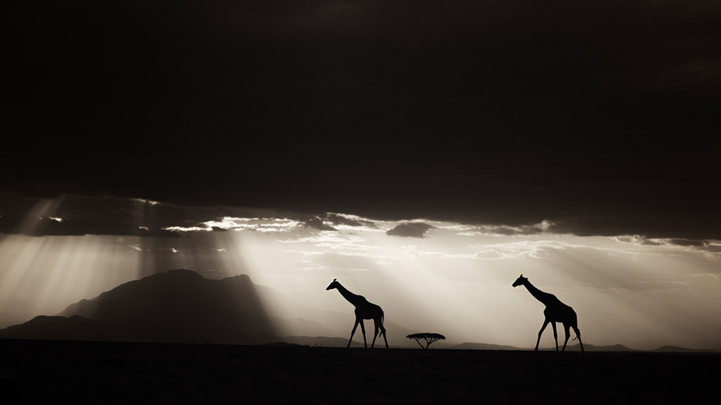 infrared maasai mara landscape with giraffes in background travel photographer of the year winner