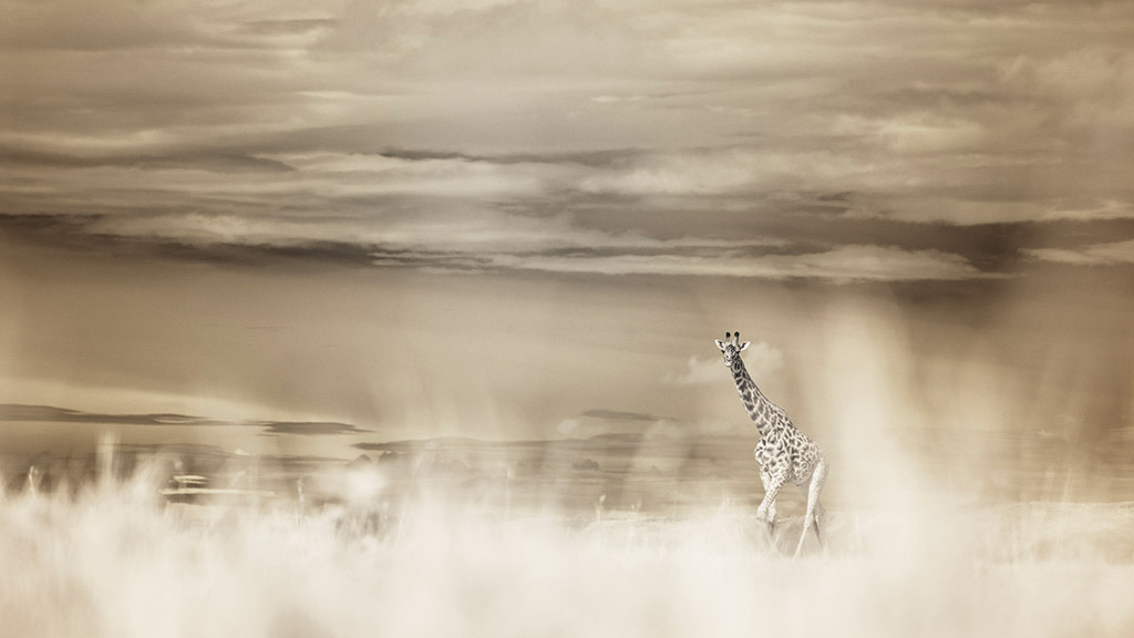 infrared maasai mara landscape with giraffes in background travel photographer of the year winner