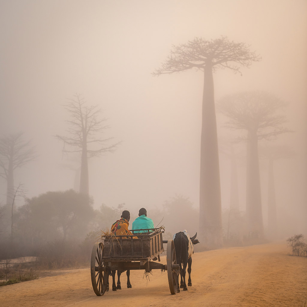 people on a cart riding towards baobab trees 