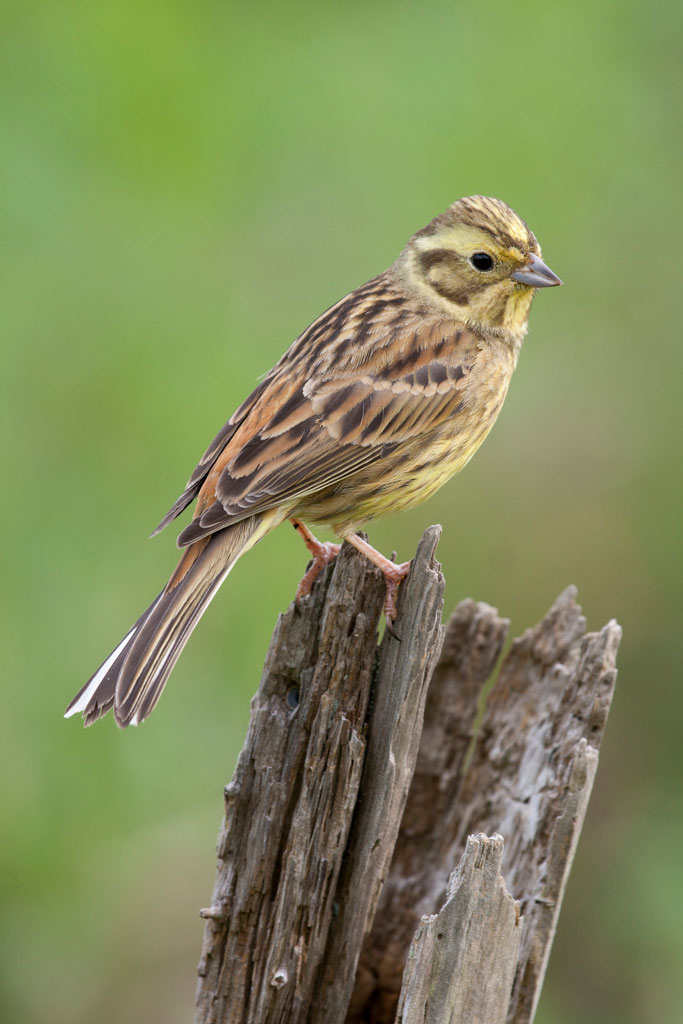 a yellowhammer bird perched on a tree trunk