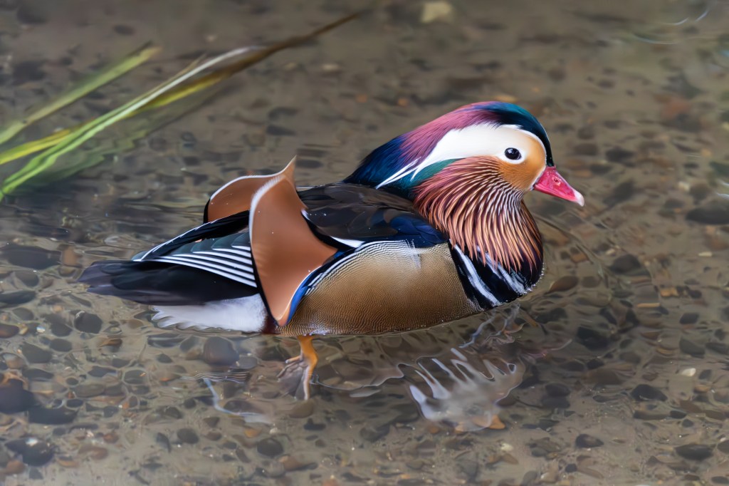 Canon EOS R1 Mandarin duck ISO 51,200 sample image