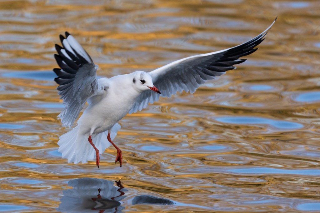 Canon EOS R1 gull landing sample image