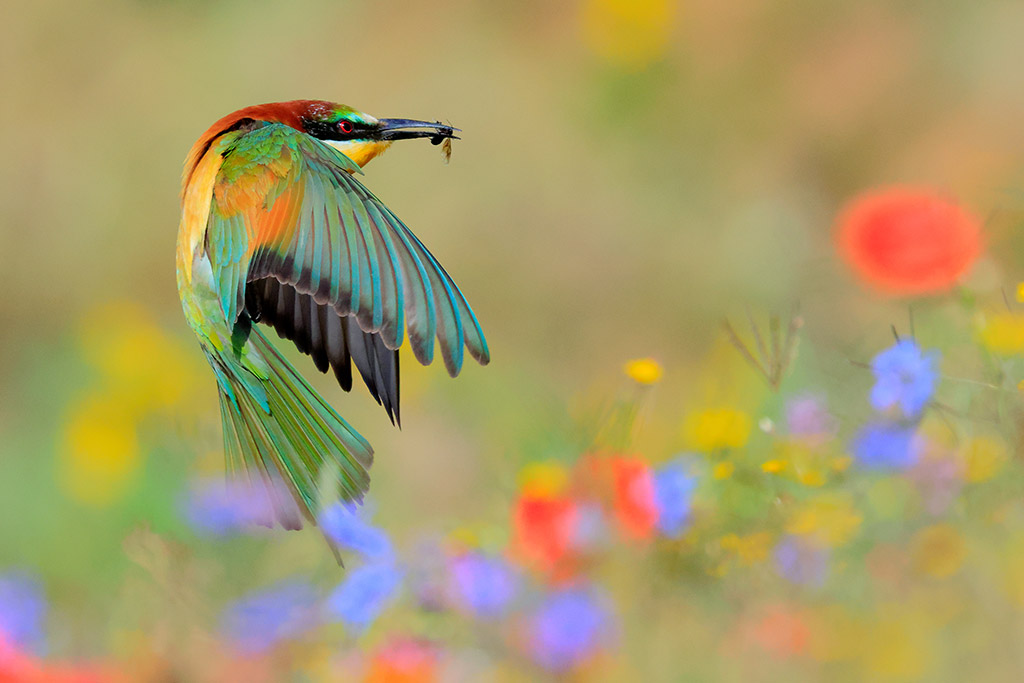 bee-eater bird with insect in its mouth