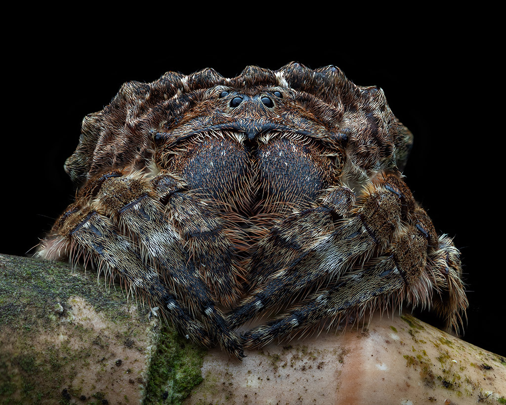  bark spider (Caerostris) resting on a stick