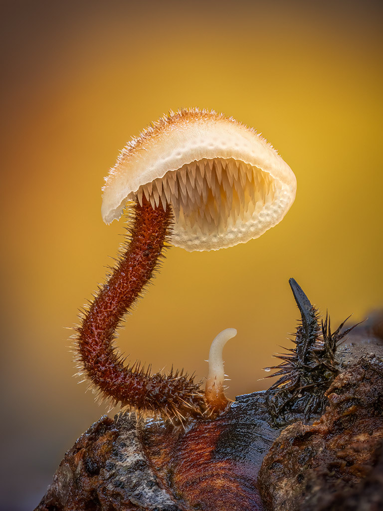 stacked close-up photo of Ear-pick fungus (Auriscalpium vulgare)