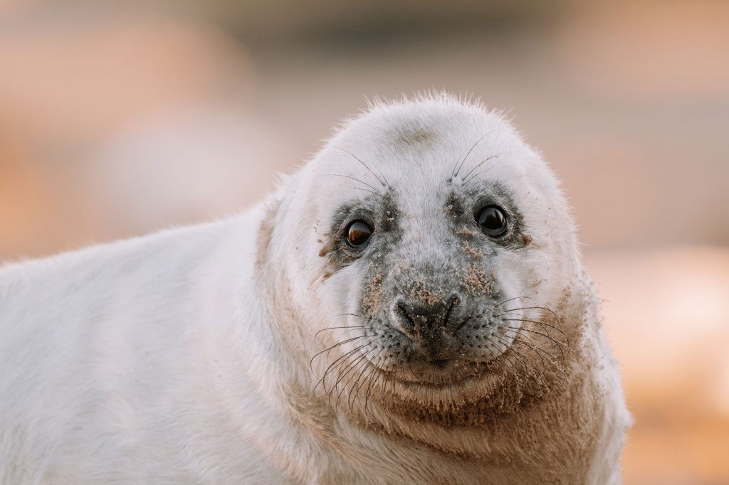 Seal head