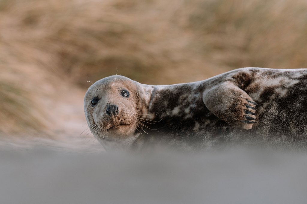 seal laying in sand