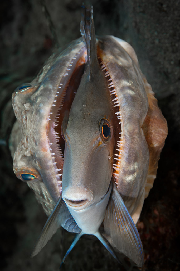 a lizardfish (Synodus foetens) inside the mouth of a large doctorfish