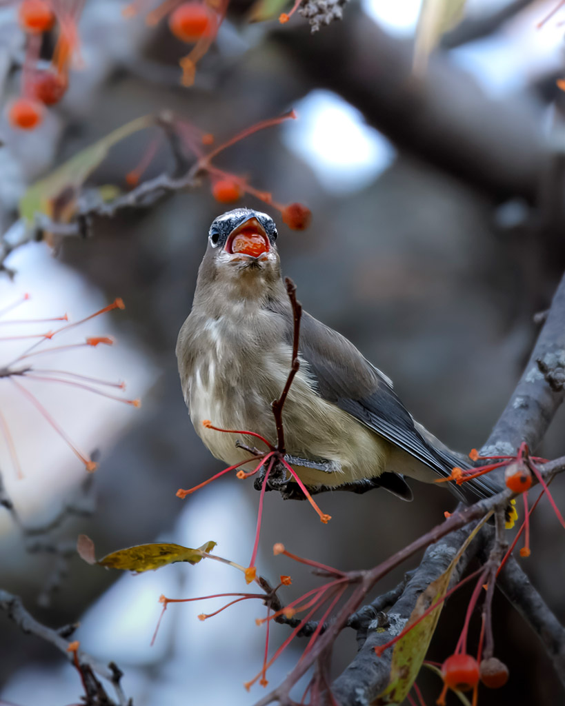 cedar waxwing with red berry in its mouth perched in tree