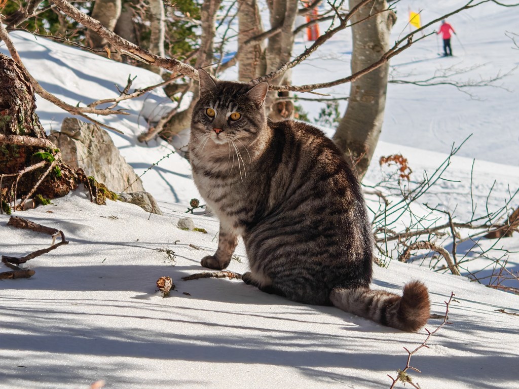 Cat in the snow, using the 6x zoom option on the Honor Magic 7 Pro. Photo Joshua Waller