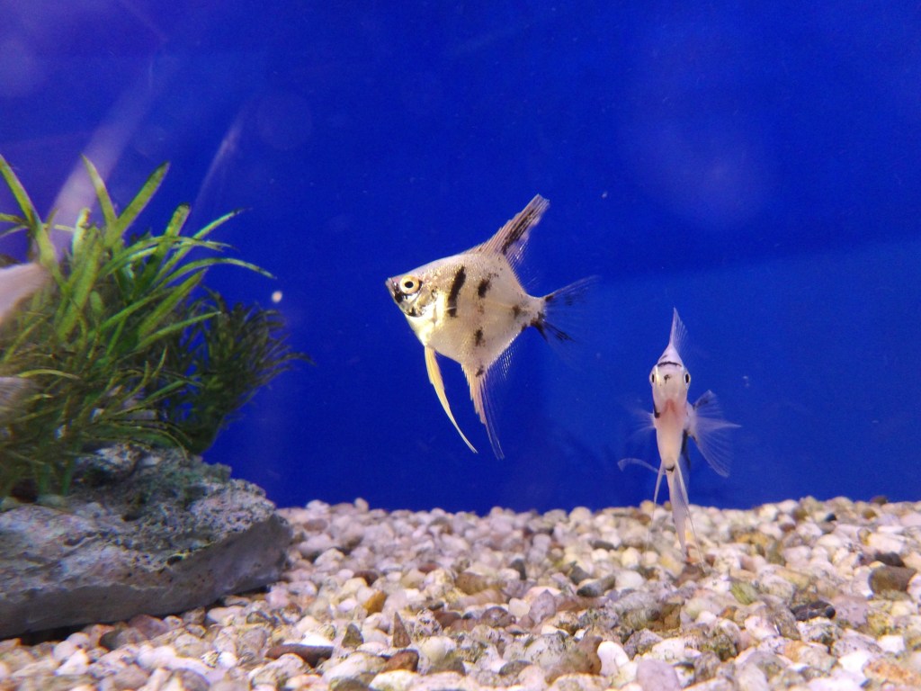 Pentax WG-100 compact camera sample image, a black and silver fish in a fish tank against a blue background