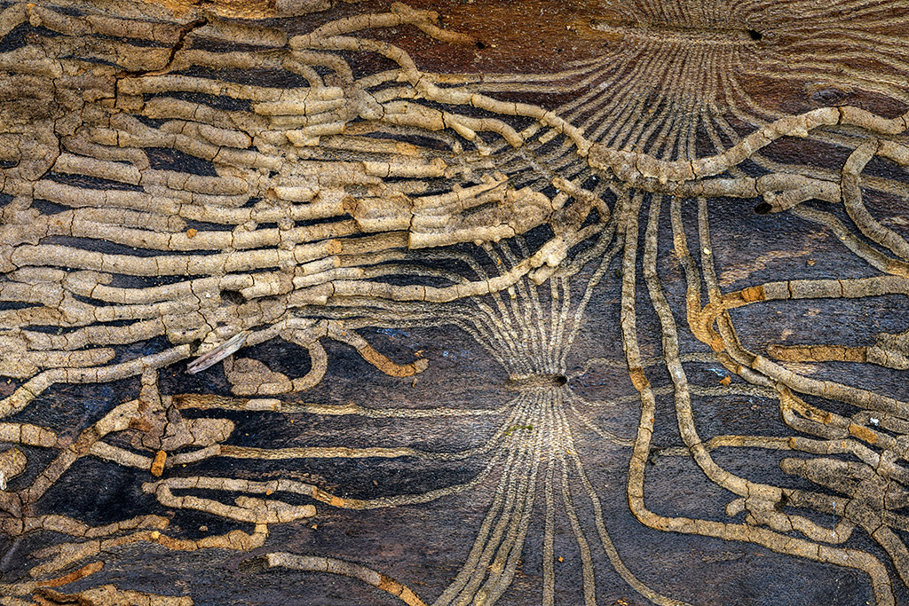 close-up of a dead spruce tree in the French Alps,intricate network of tunnels carved by bark beetle larvae (Ips typographus). 