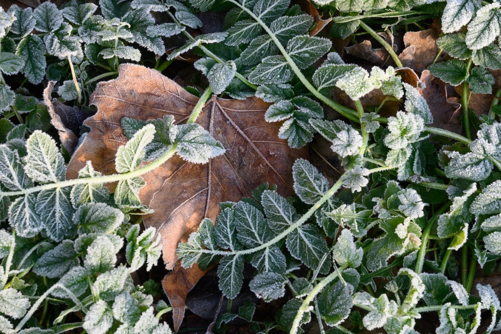 Nikon Z50II frosty leaf sample image