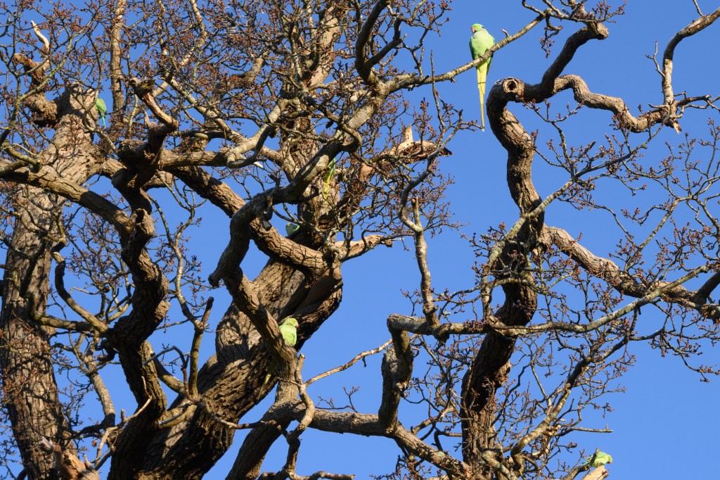 Nikon Z50II parakeets sample image