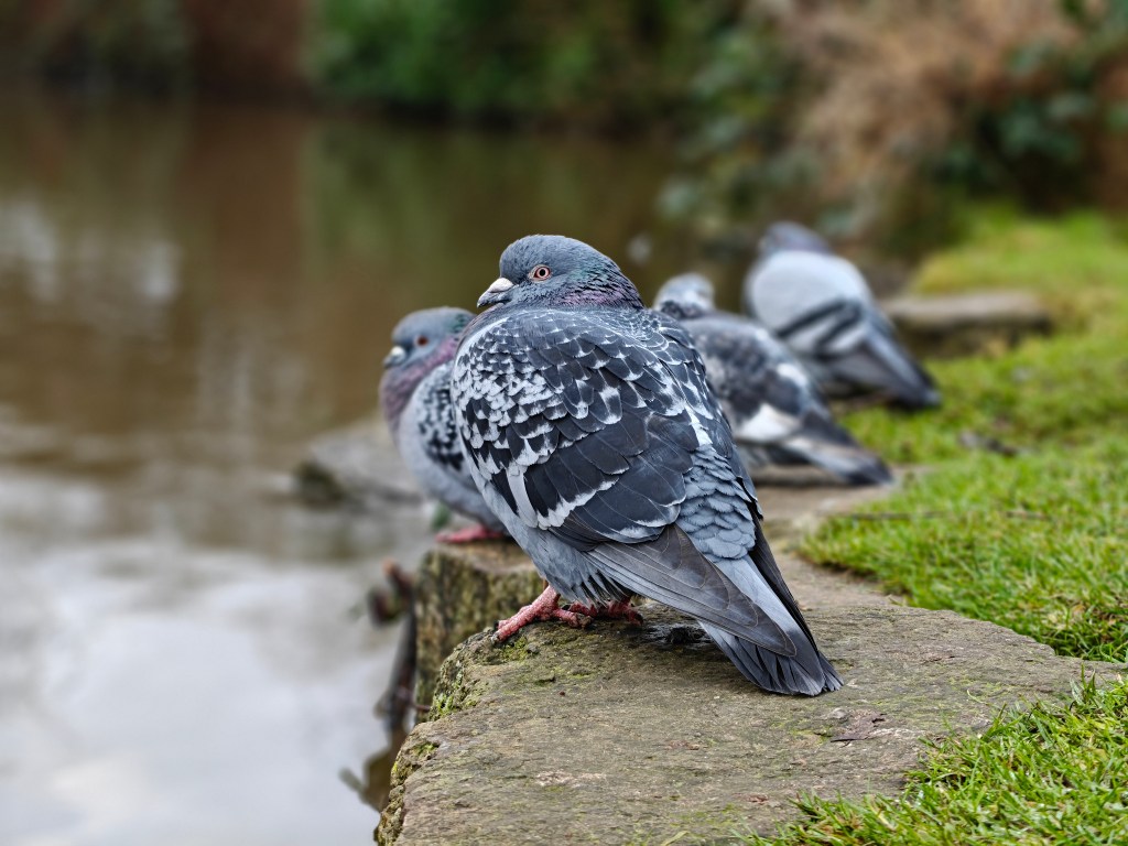 photo of a pigeon portrait mode