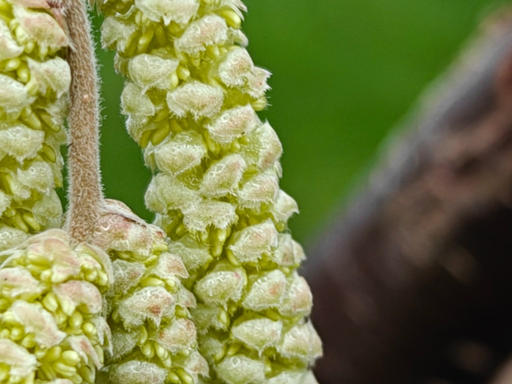 close up of tree bud