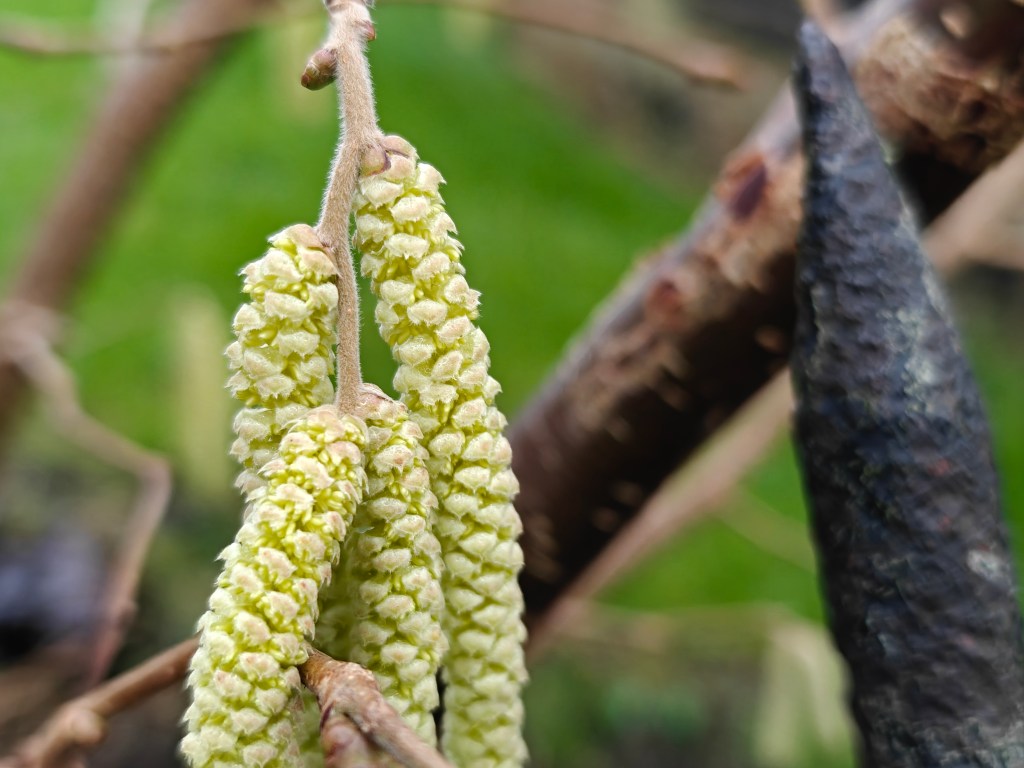 close up of tree bud