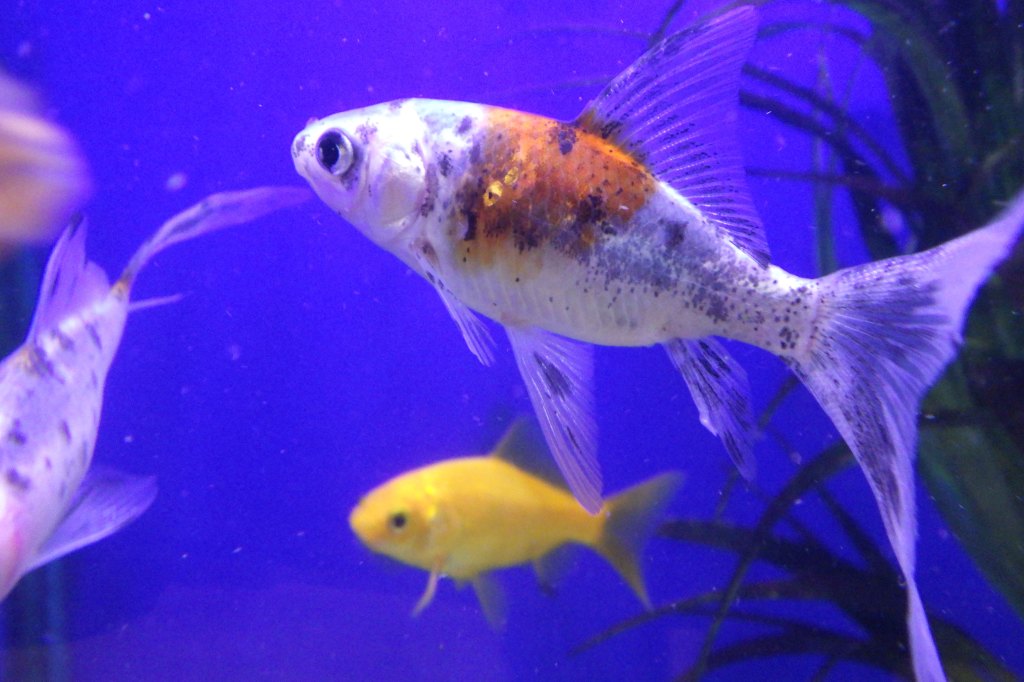 Pentax WG-8 sample image fishes in a fish tank, against a blue background