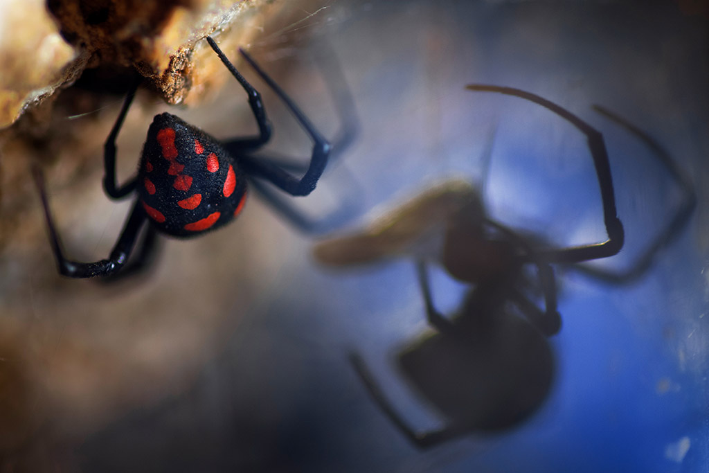  female Mediterranean black widow (Latrodectus tredecimguttatus) feeds on its prey in Pollino National Park, Calabria, Italy. 