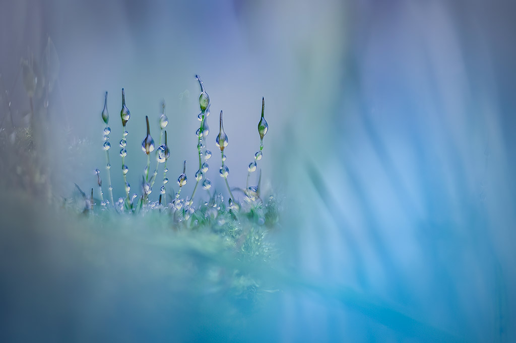 close up of water droplets clinging to moss