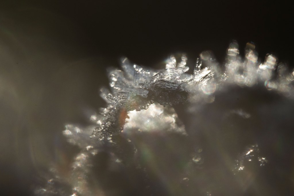 Pergear 100mm f2.8 macro sample image
