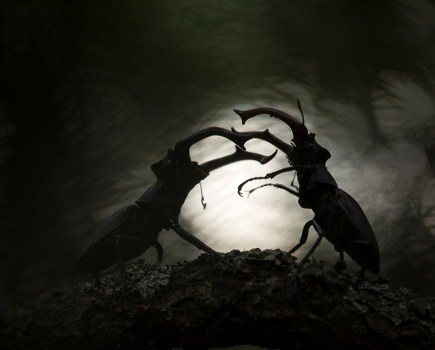 two male stag beetles fighting back lit silhouettes winner close-up photographer of the year 06 2025