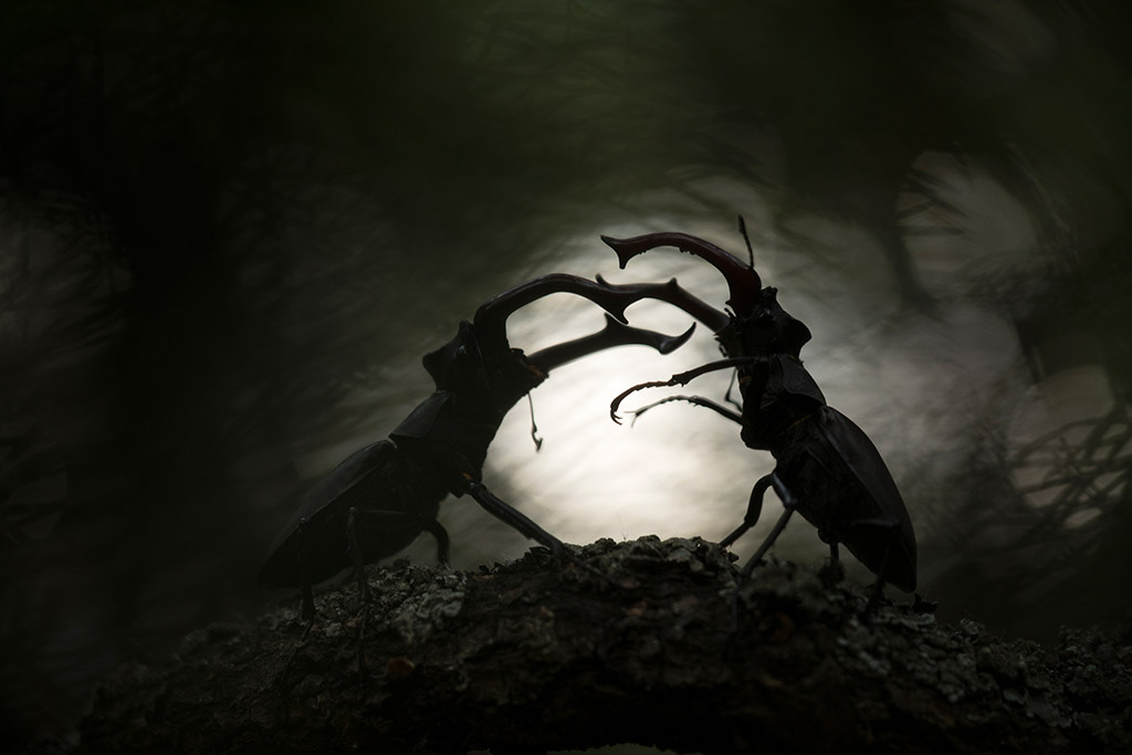 two male stag beetles fighting back lit silhouettes winner close-up photographer of the year 06 2025