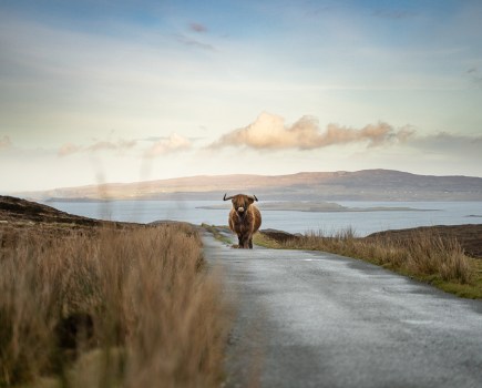 highland cow in the road