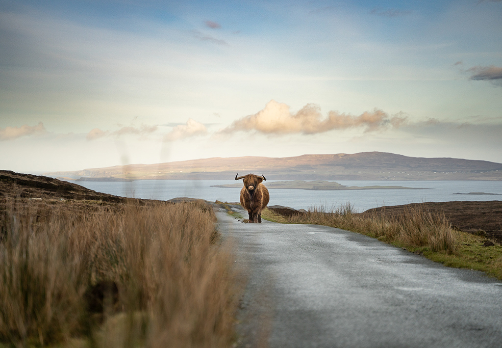 highland cow in the road