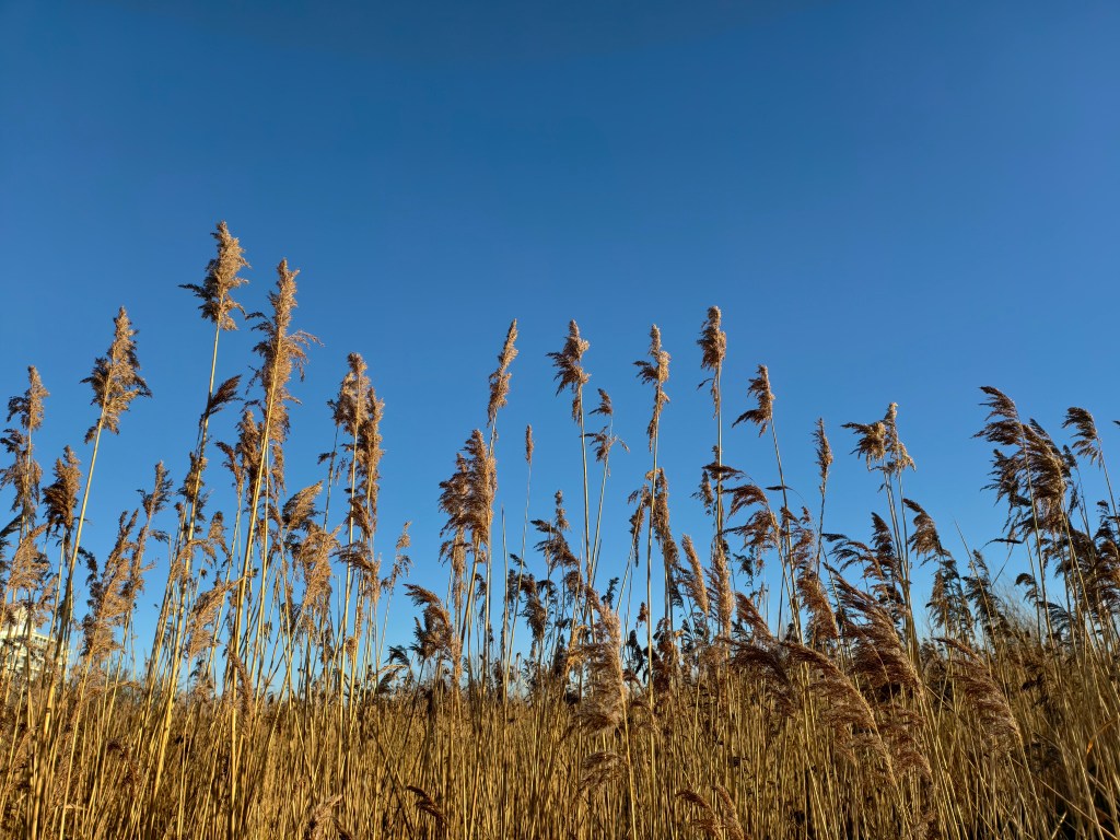 A sample image taken with the Vivo X200 Pro