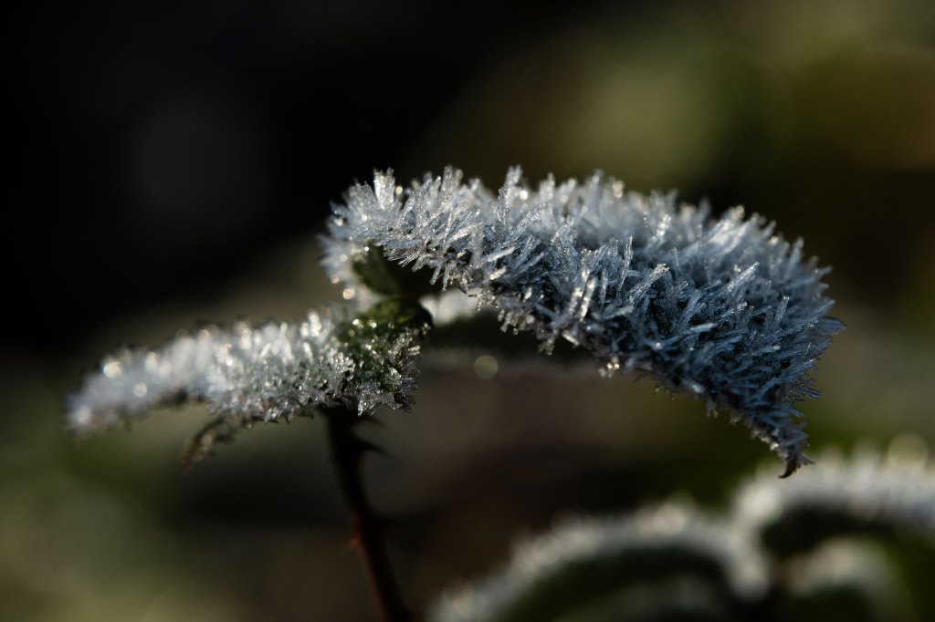 Pergear 100mm F2.8 2X Macro lens sample image