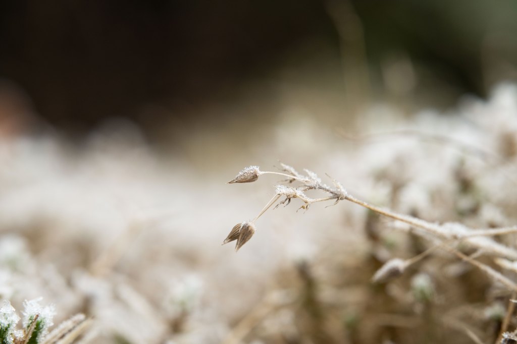 Pergear 100mm F2.8 2X Macro lens sample image