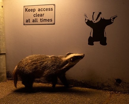 eurasian badger looking past a wall with a badger street art