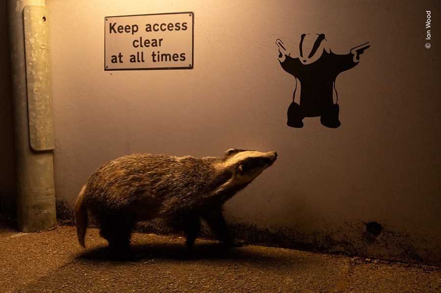 eurasian badger looking past a wall with a badger street art