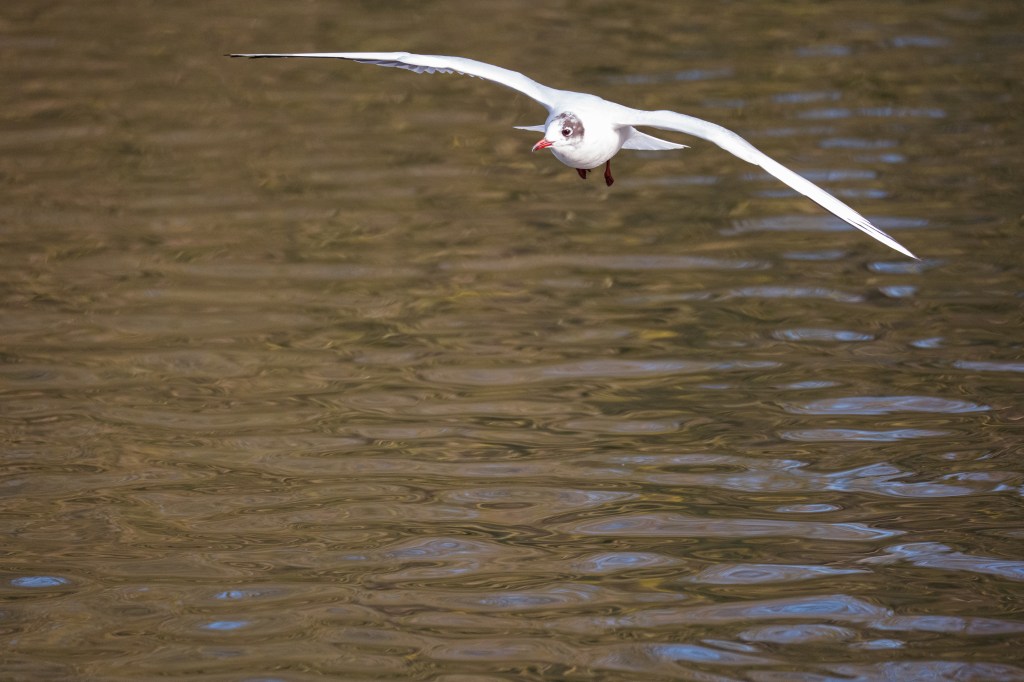 Leica SL3-S gull in flight sample image