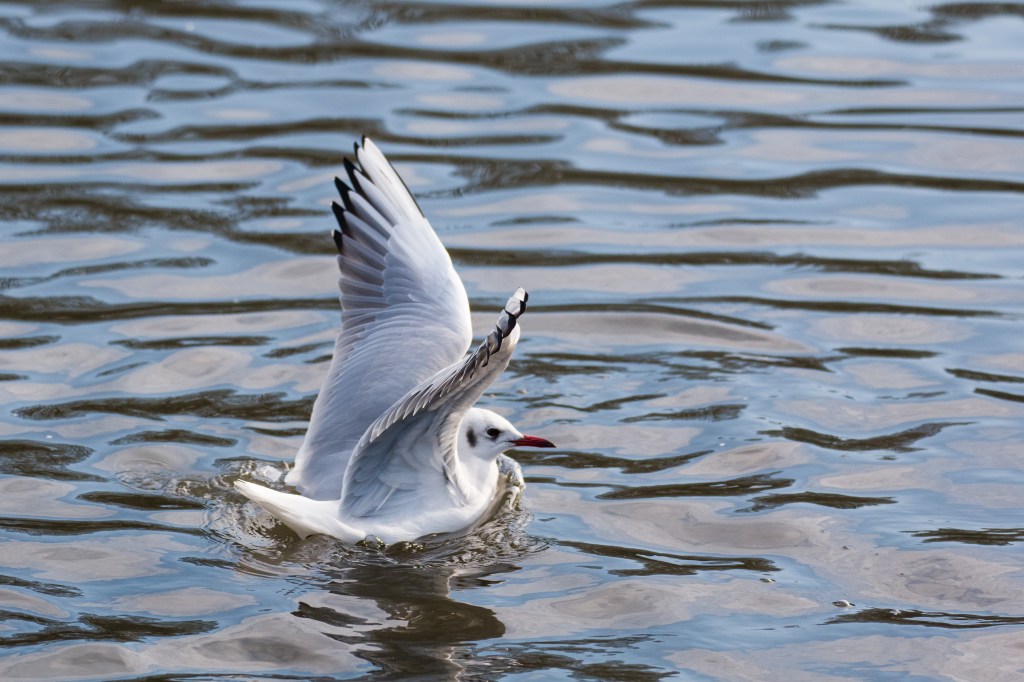 Leica SL3 gull sample image