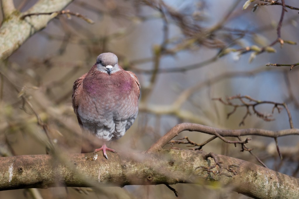 Leica SL3-S pigeon sample image