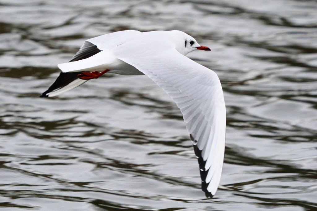 OM System OM-3 gull in flight sample image