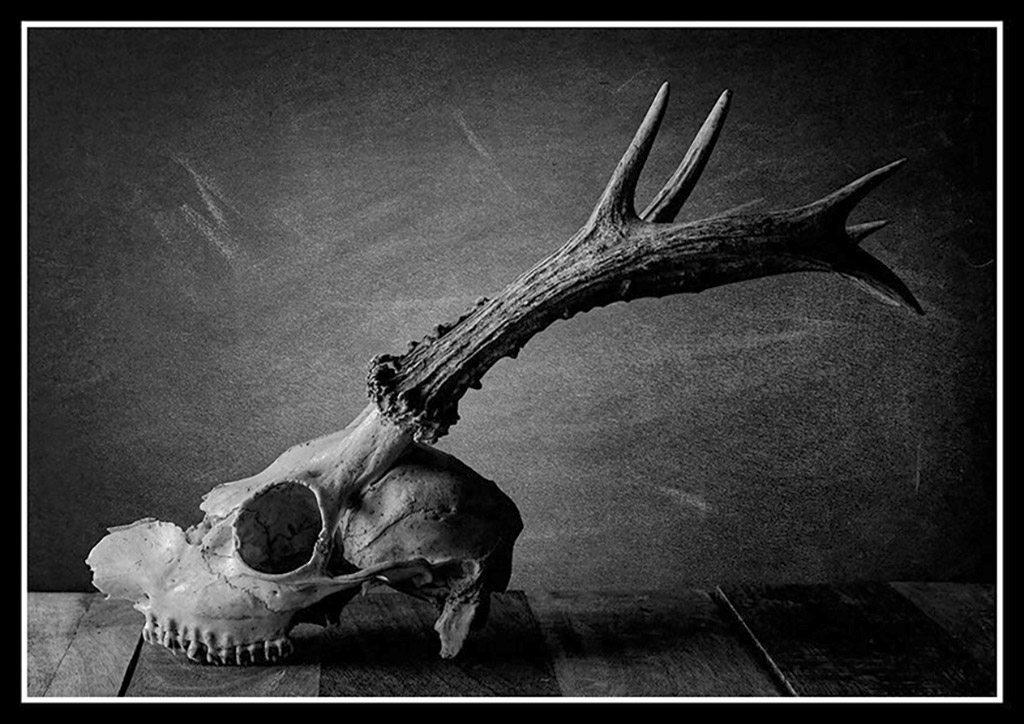 still life skull with antlers