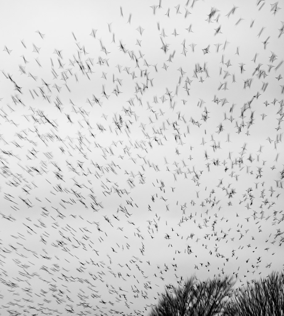 starling murmuration captured with long shutter speed