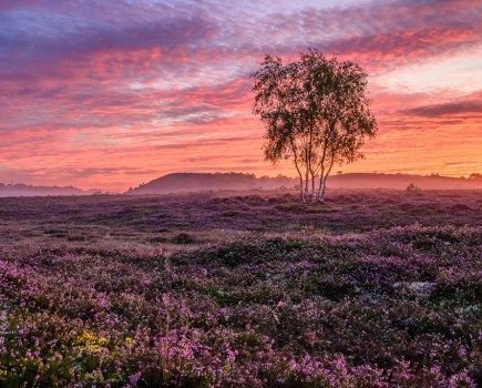 purple heather landscape with sunset sky